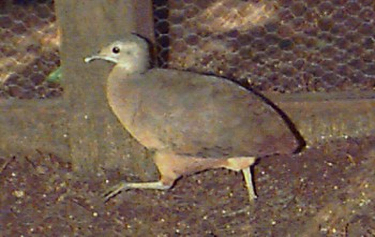 Tinamou soui