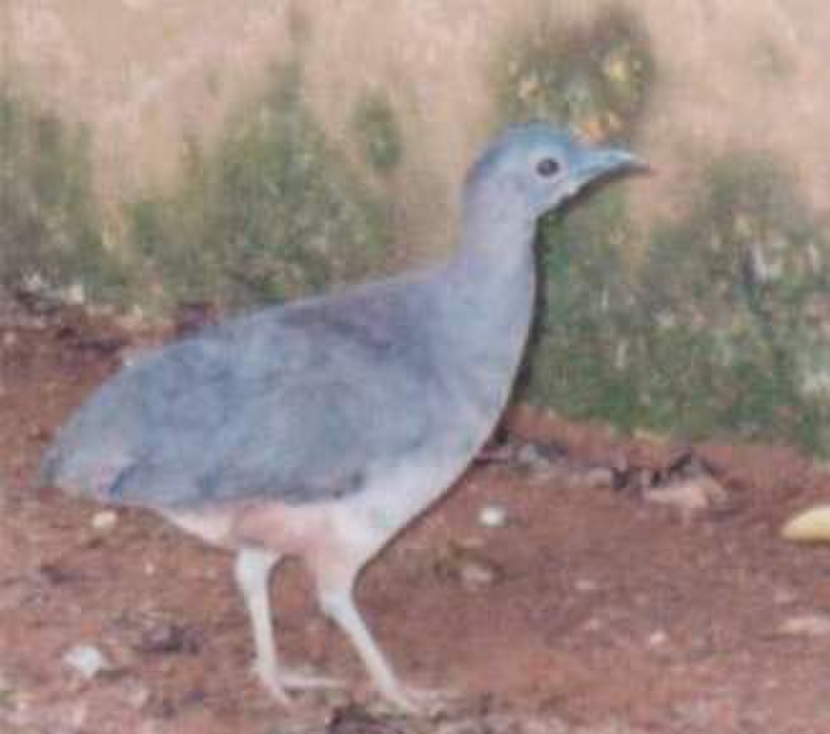 Tinamou vermiculé