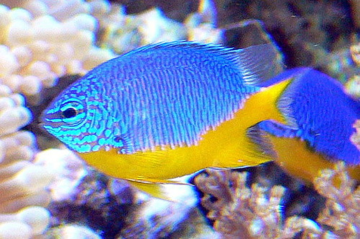 Chrysiptera