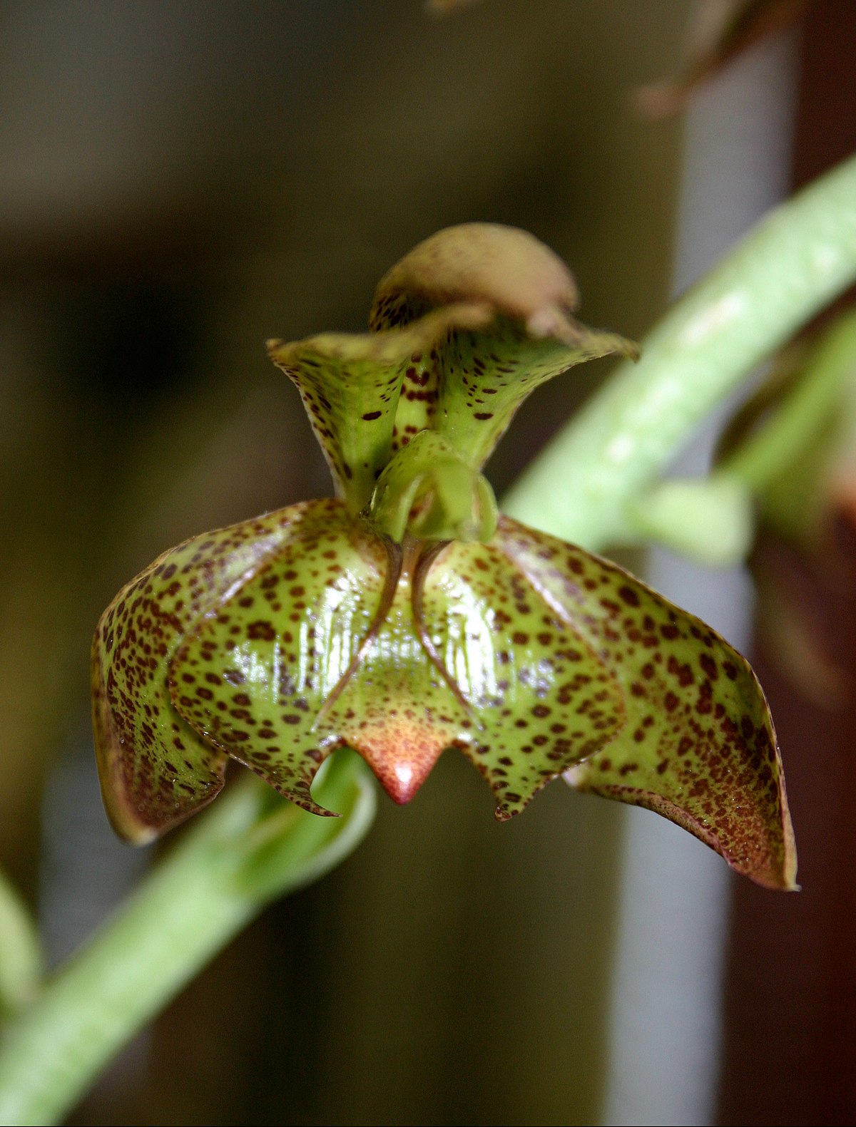 Catasetum (genre)