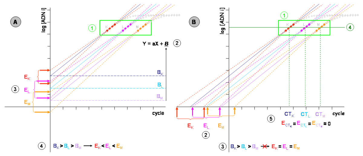 PCR en temps réel