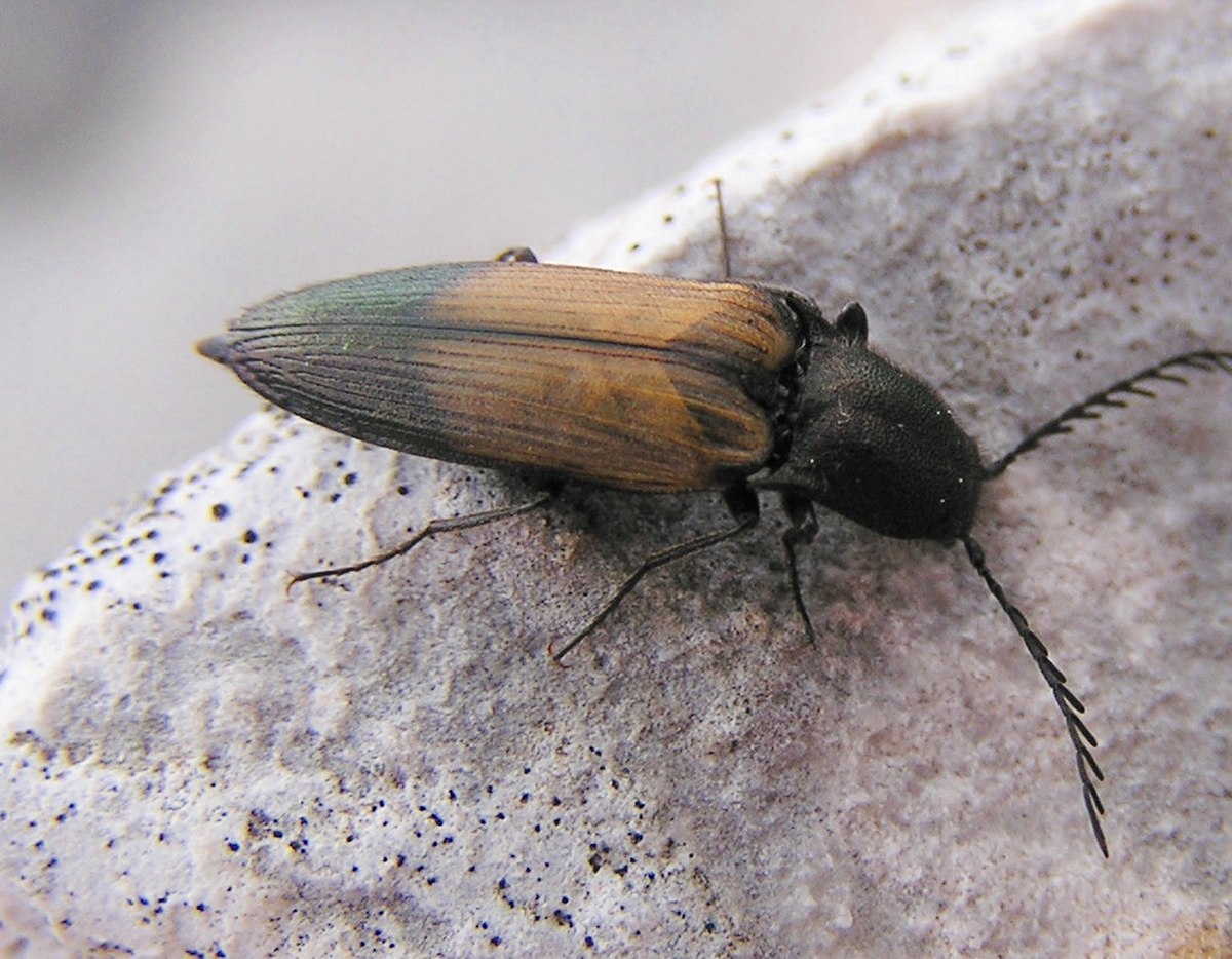 Elateridae