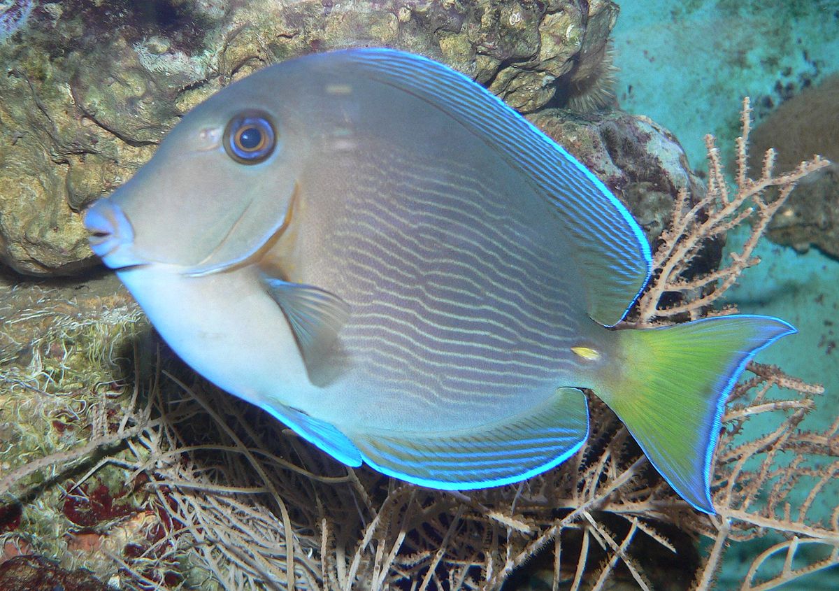 Ctenochaetus