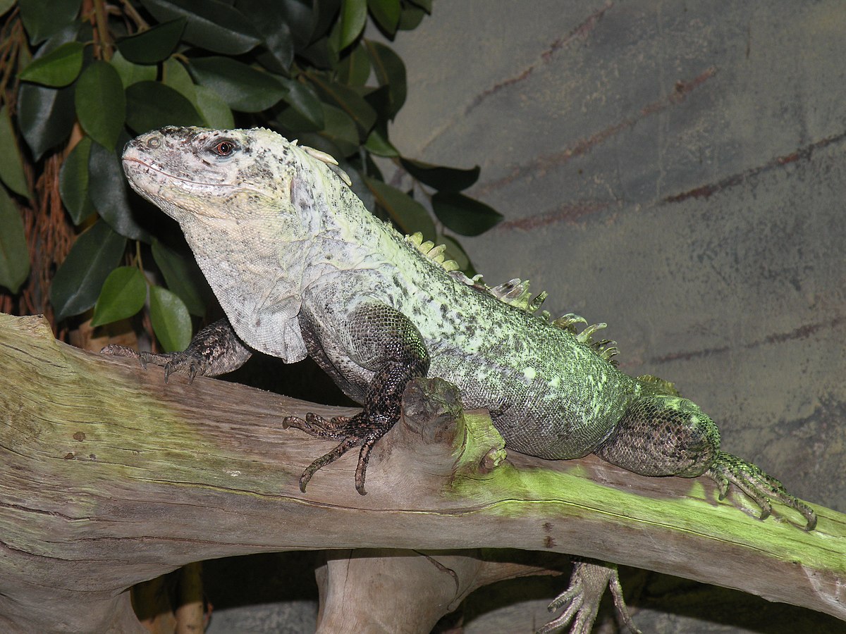 Ctenosaura bakeri