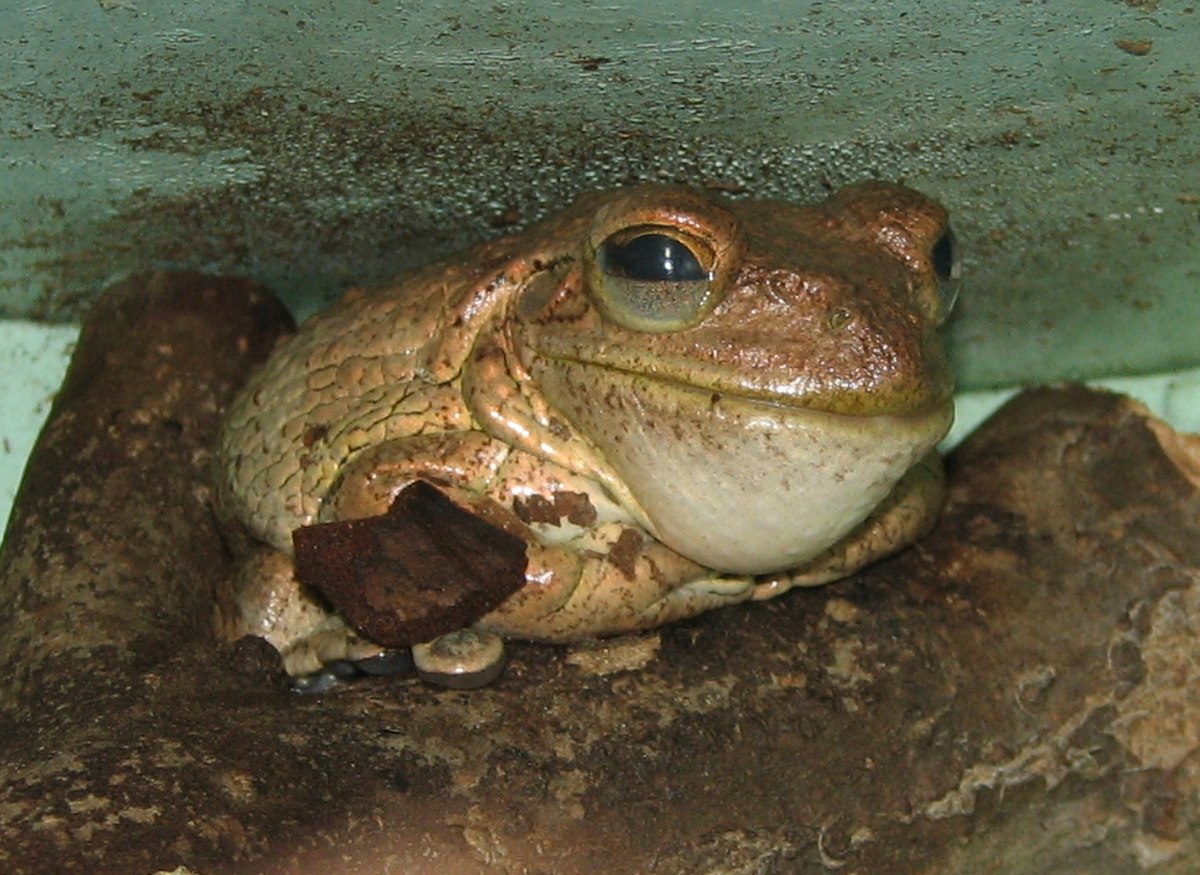 Cuban Tree Frog Image 003.jpg