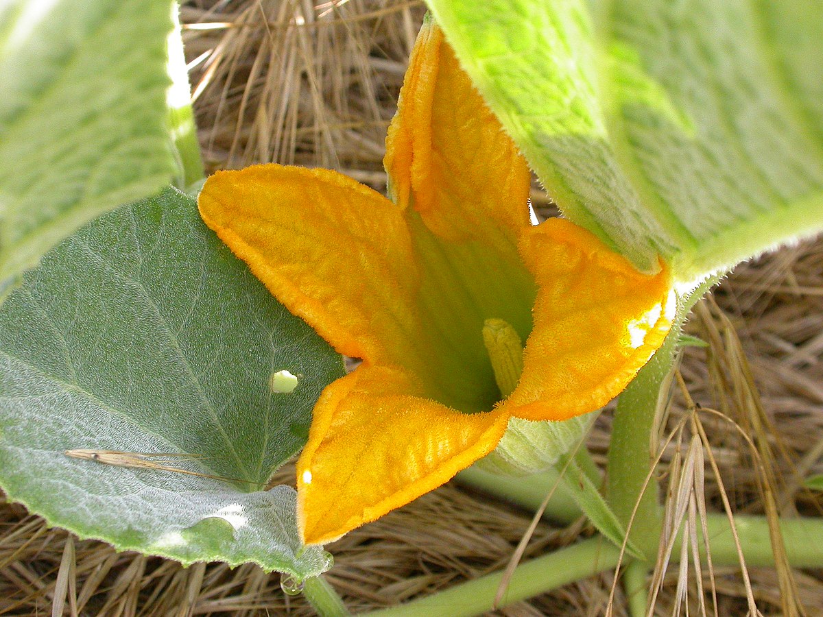 Cucurbita foetidissima