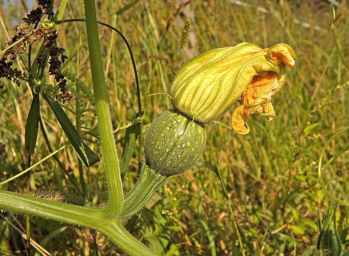 Citrouille