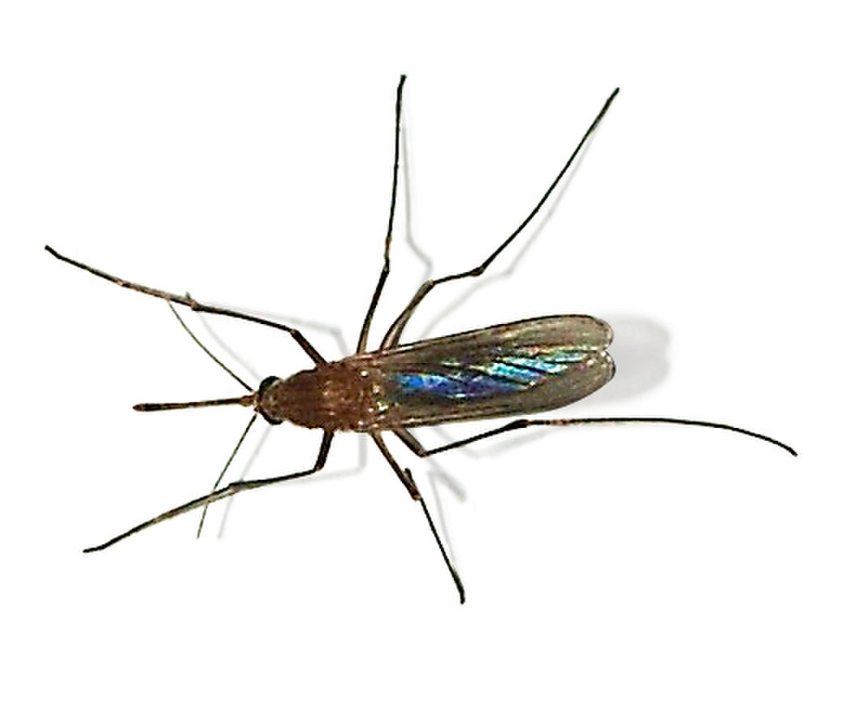 Culex pipiens