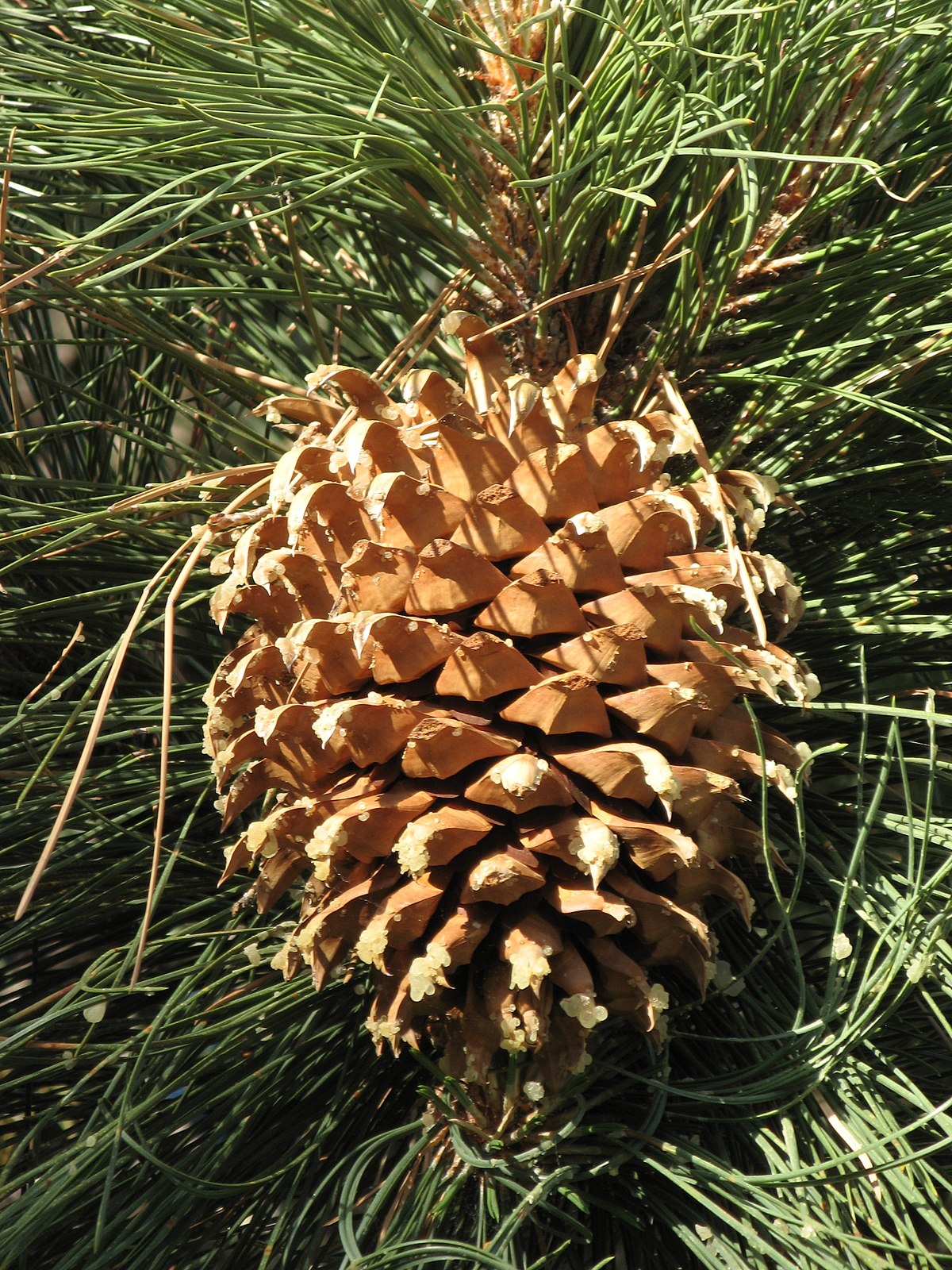Pin à gros cônes