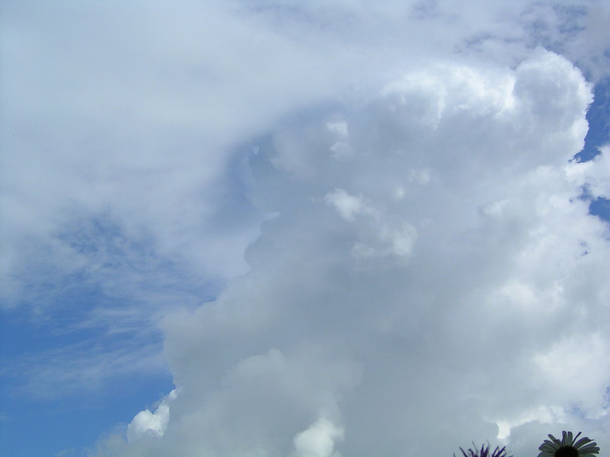 Cumulus bourgeonnant
