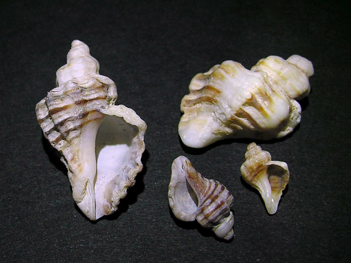 Ocenebra erinacea