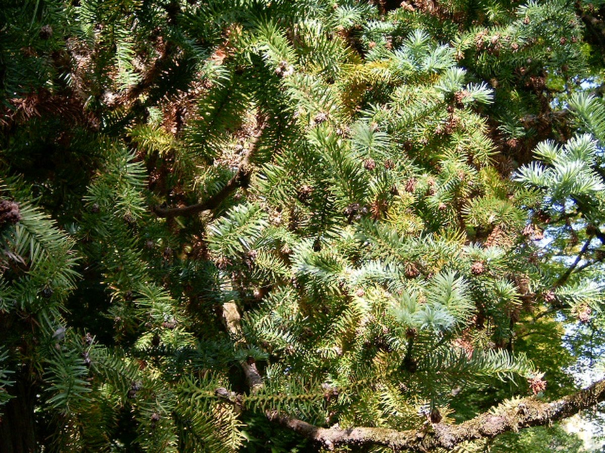 Cunninghamia lanceolata