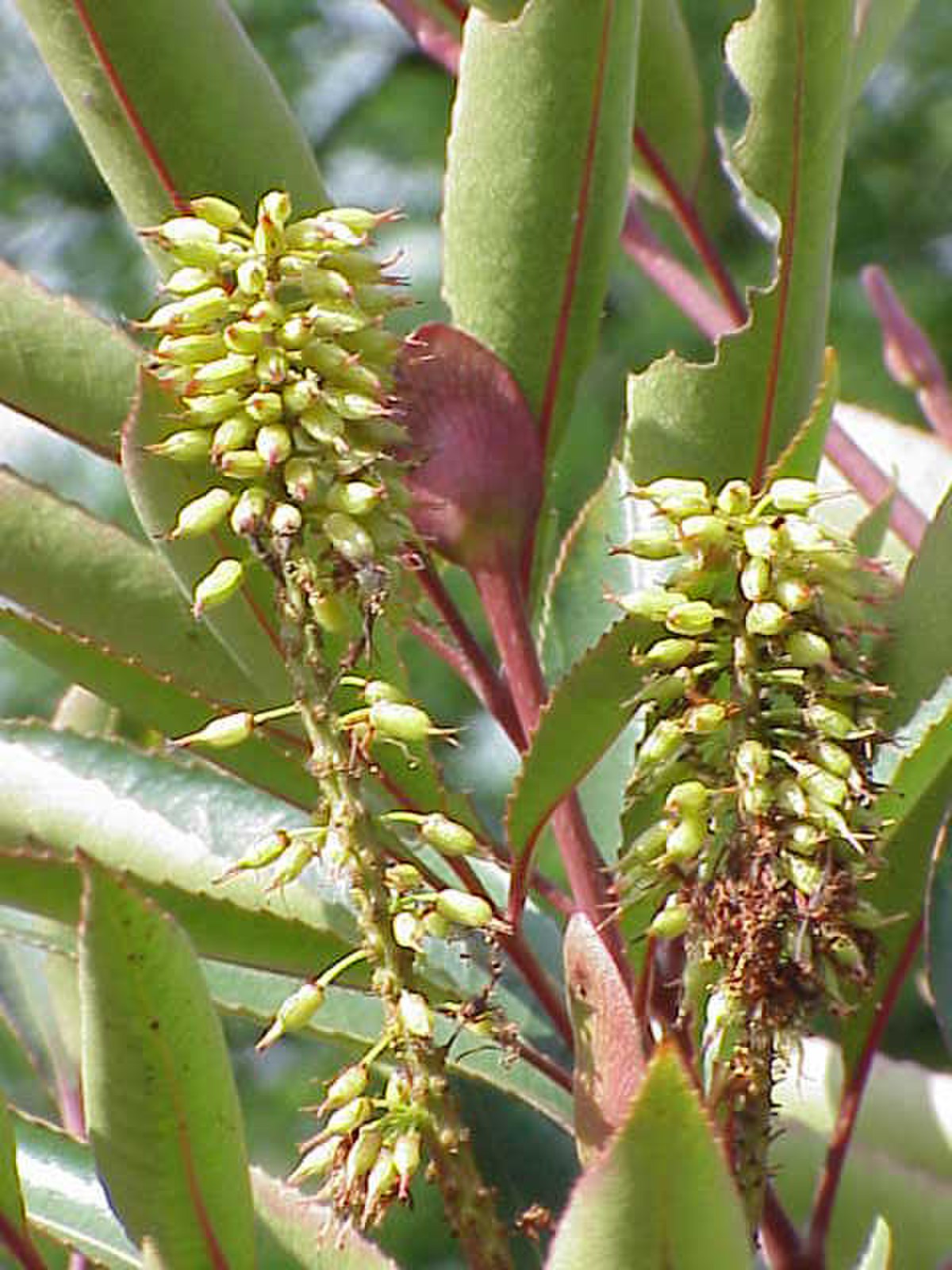 Cunoniaceae