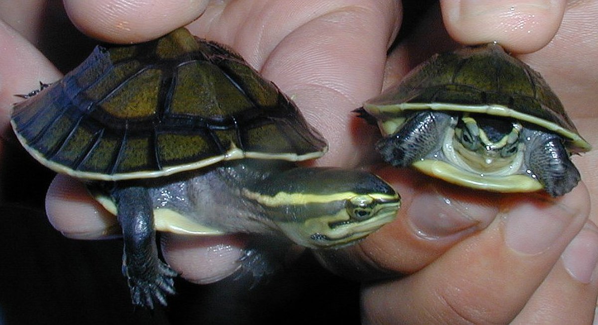 Bataguridae
