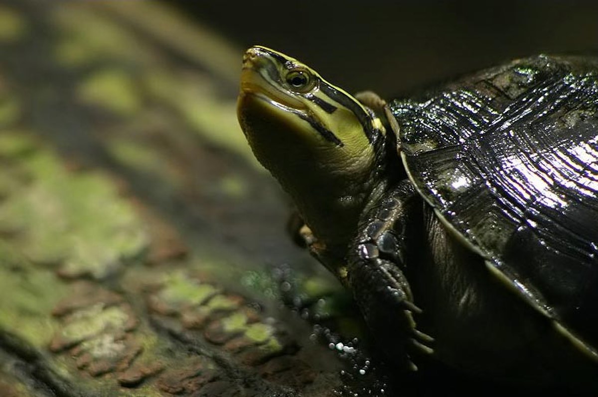 Cuora amboinensis