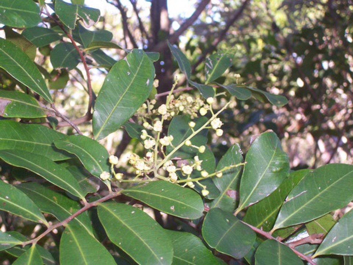 Cupaniopsis anacardioides