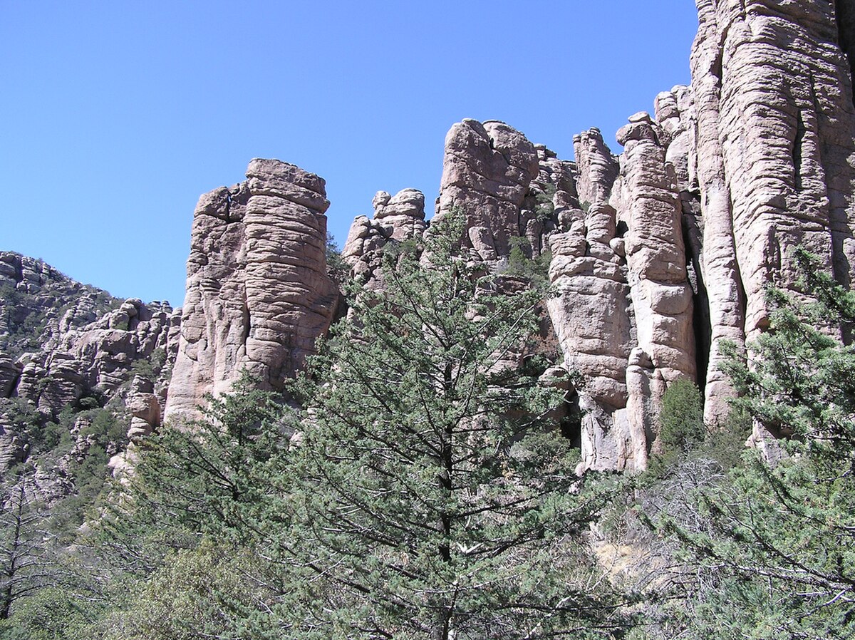 Cyprès de l'Arizona
