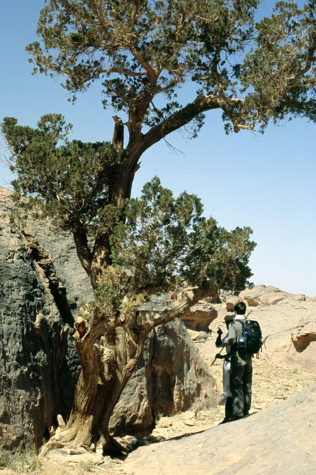 Cyprès du Tassili