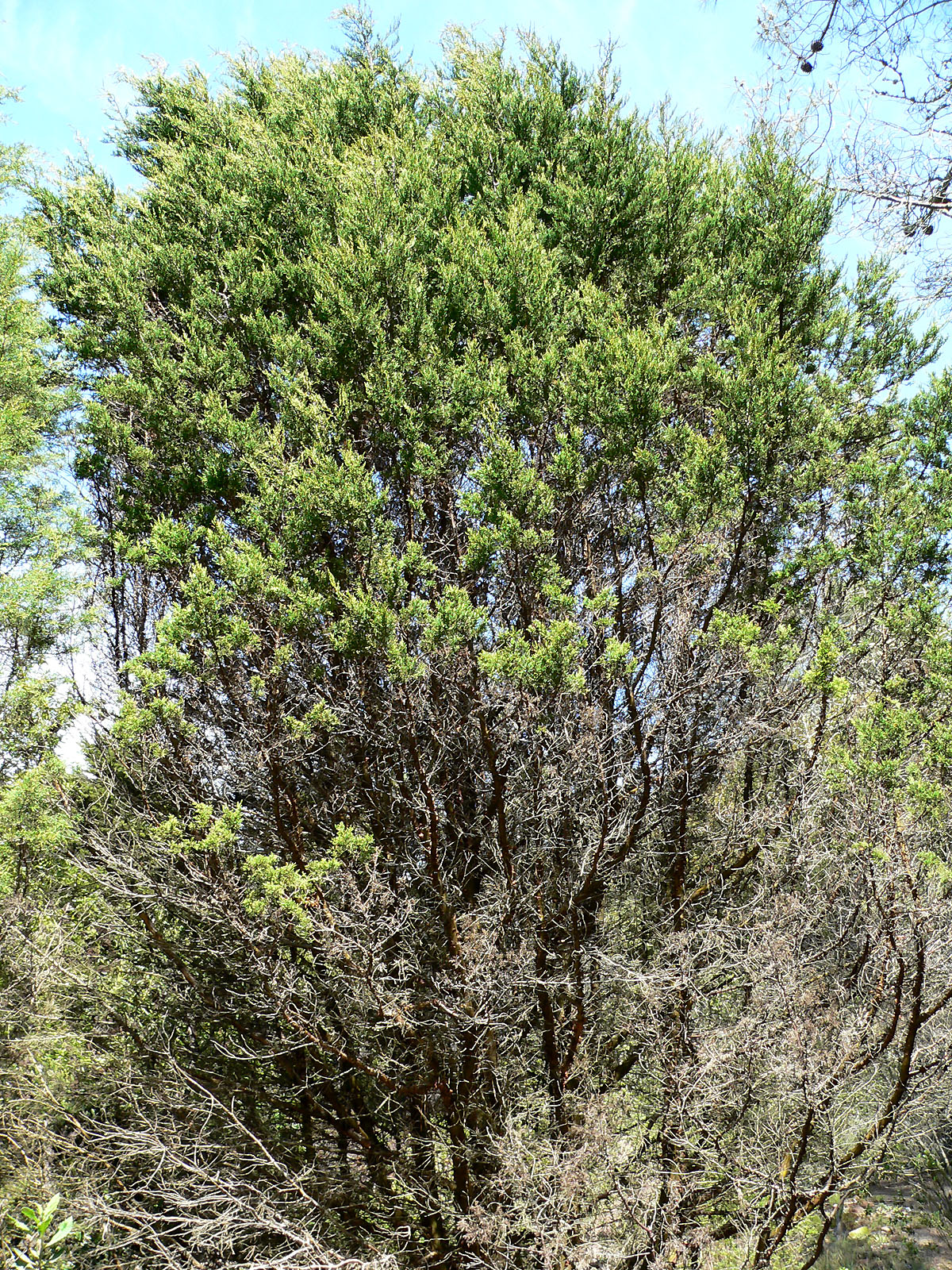 Cupressus guadalupensis