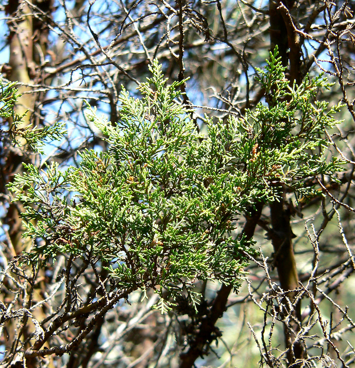 Cupressus forbesii 2.jpg