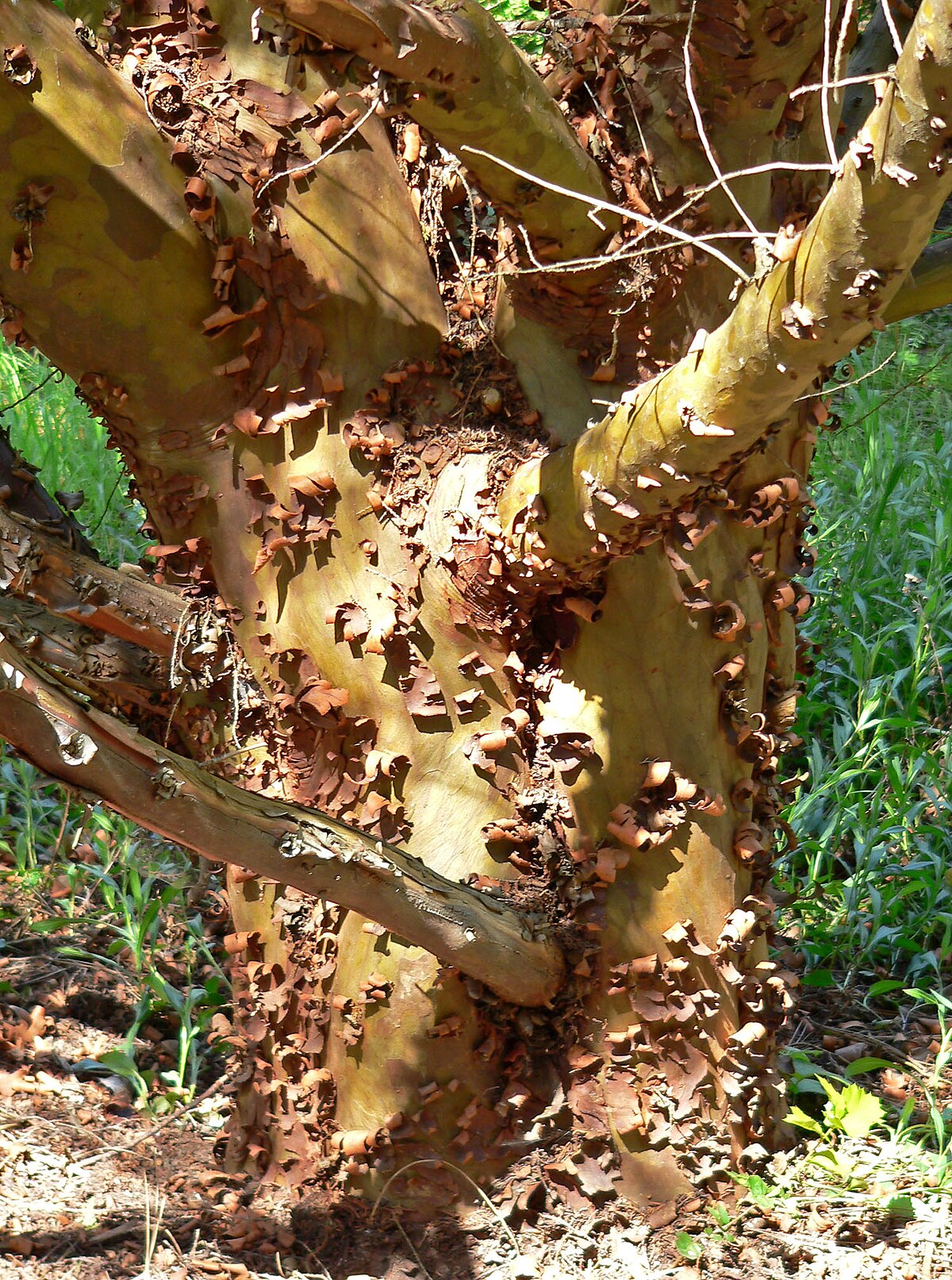 Cupressus forbesii 3.jpg