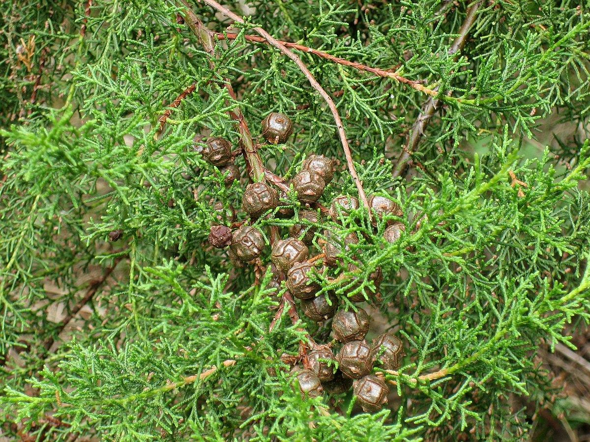 Cyprès du Portugal