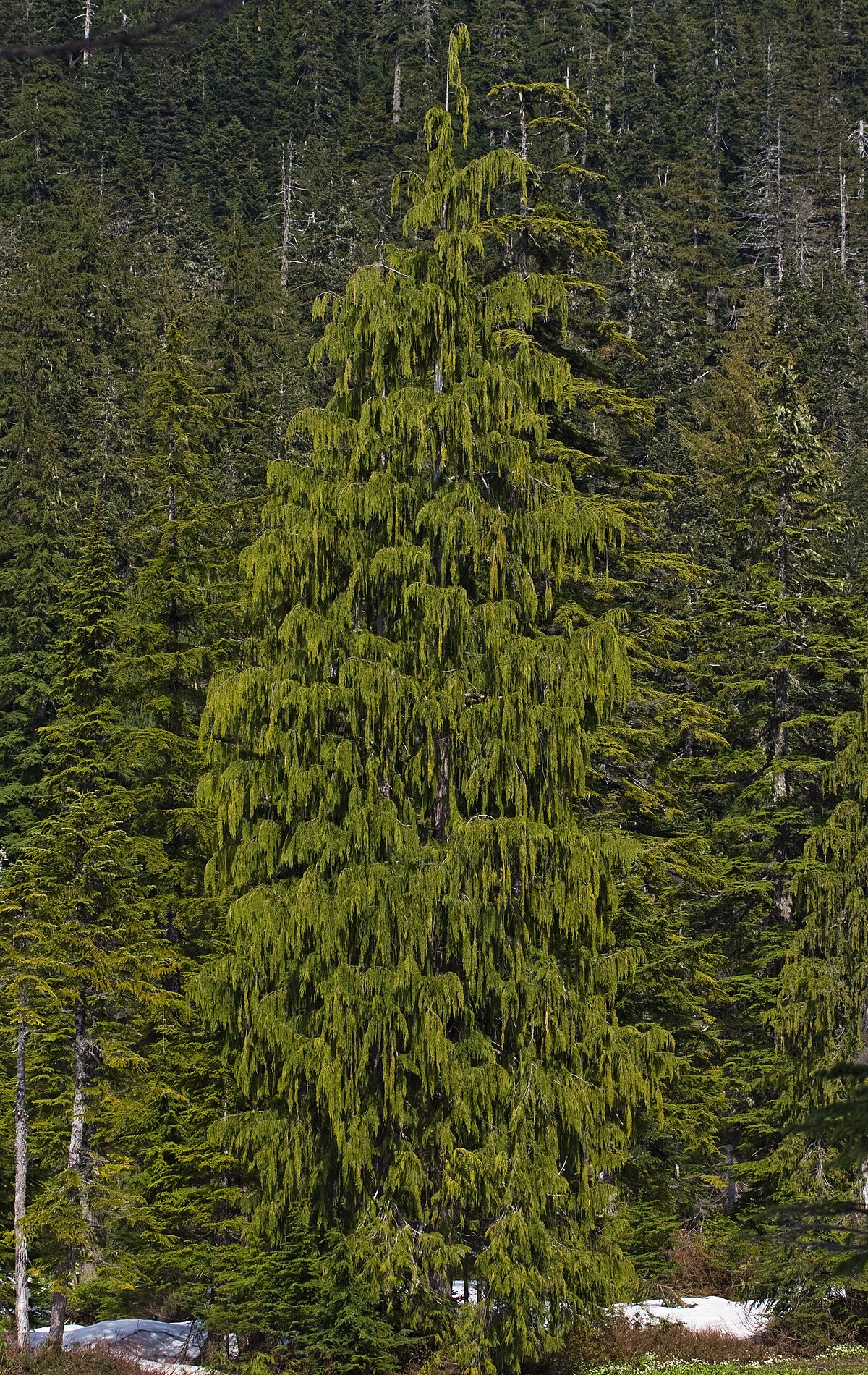 Cyprès de Nootka