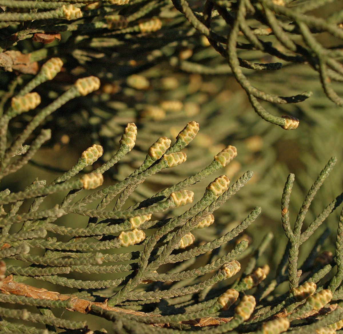 Cupressus-sempervirens-conos.jpg