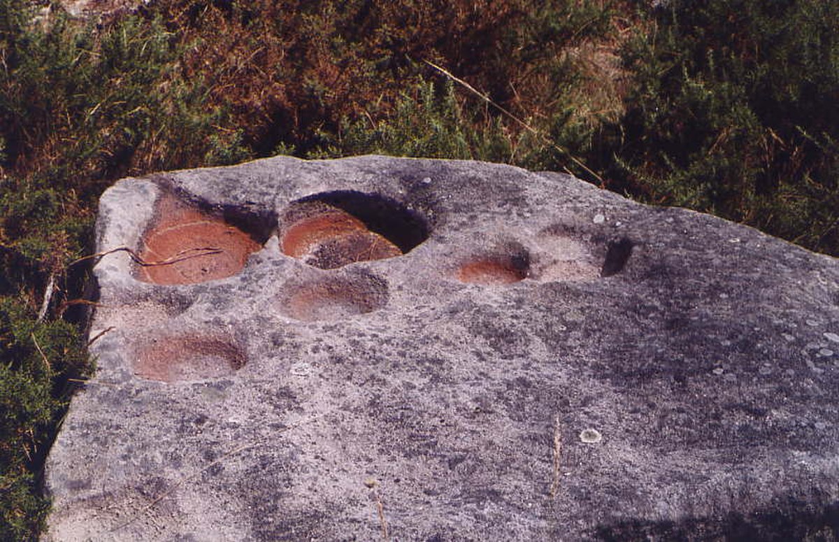 Cupule