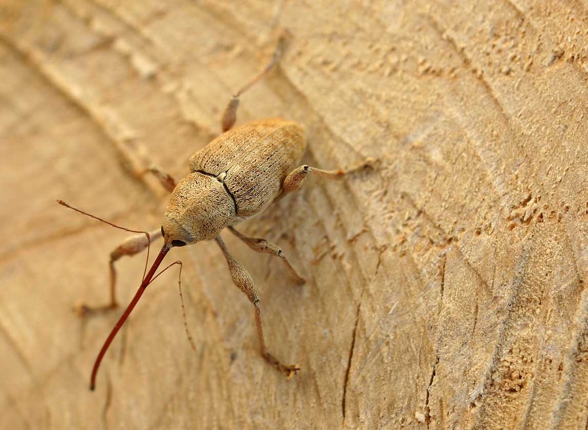 Curculio