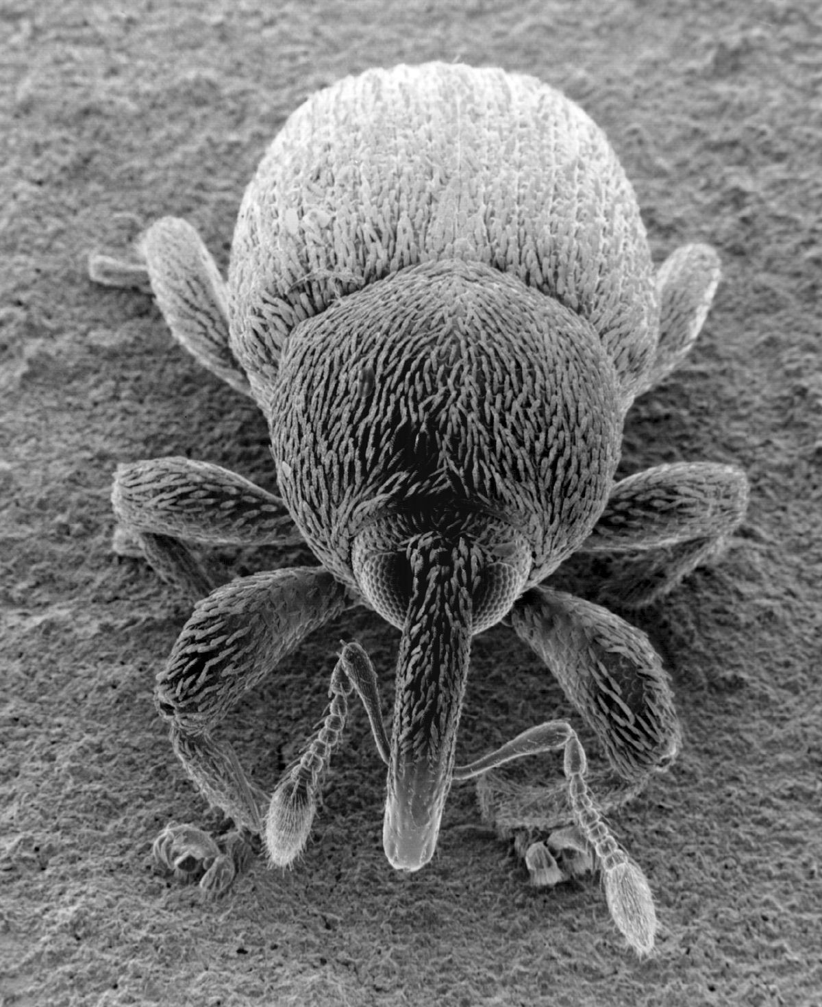 Curculionidae non identifié observé au SEM