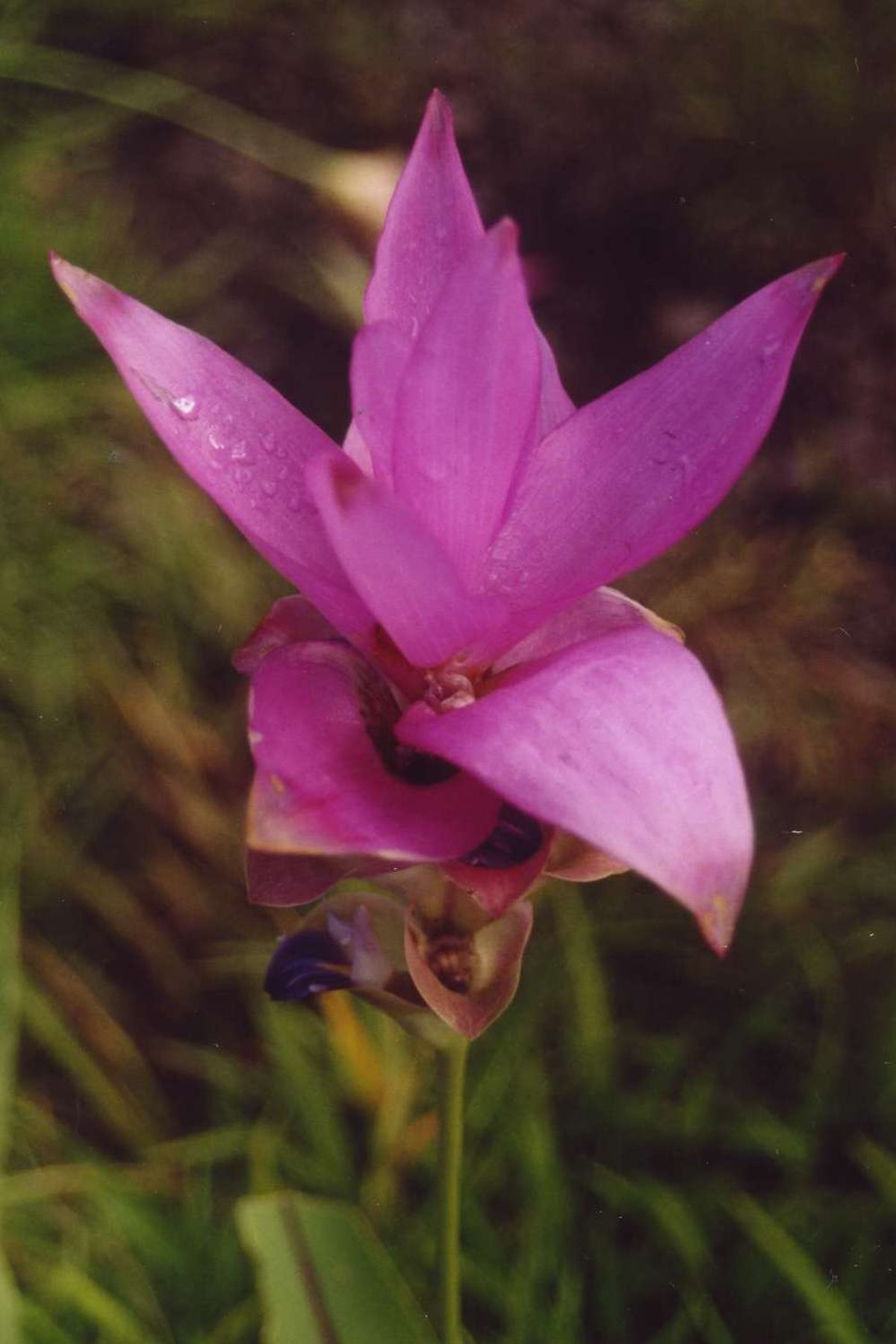 Curcuma (genre)