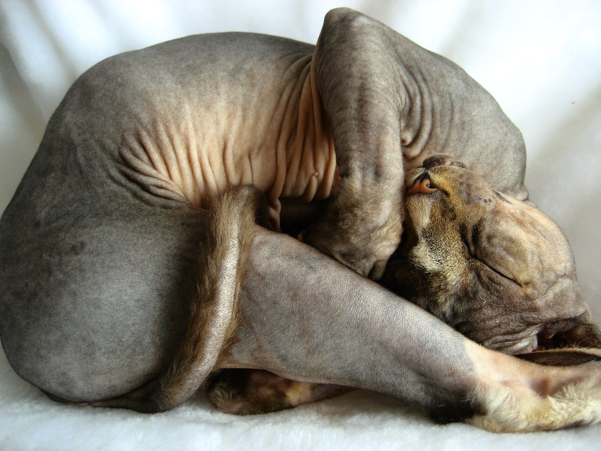 Sphynx