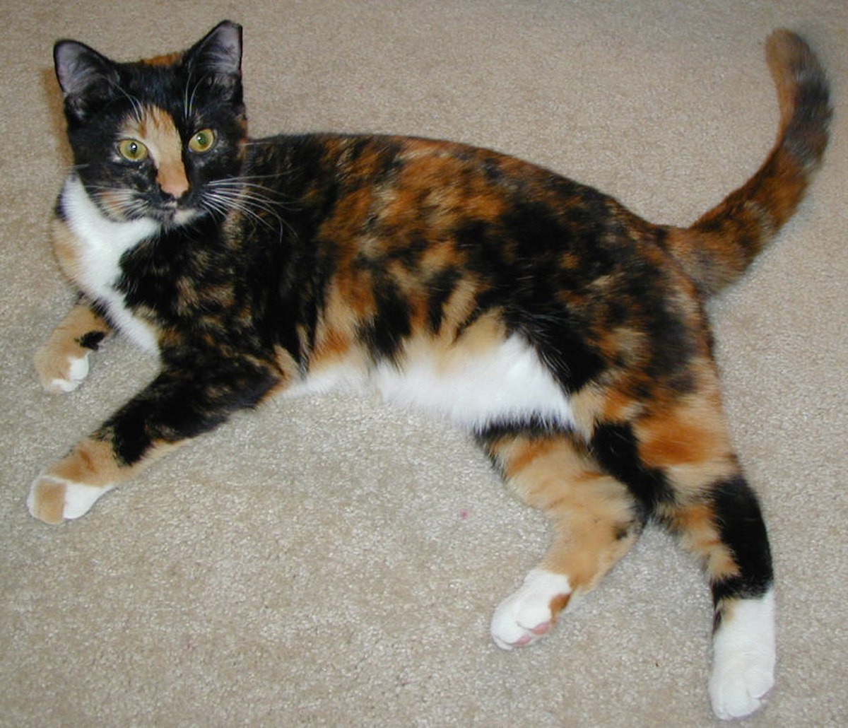 Écaille de tortue (robe de chat)