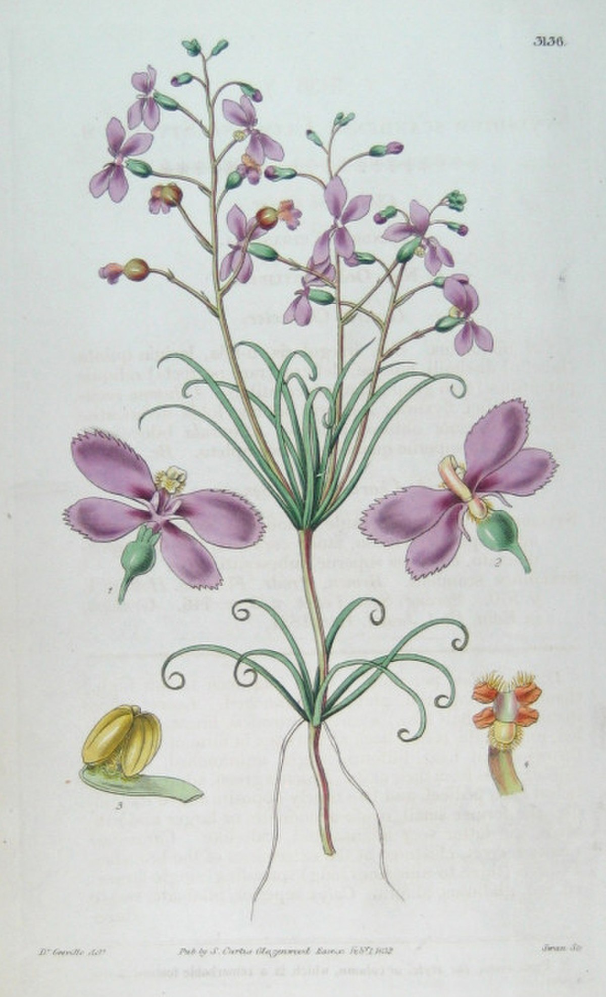 Stylidiaceae