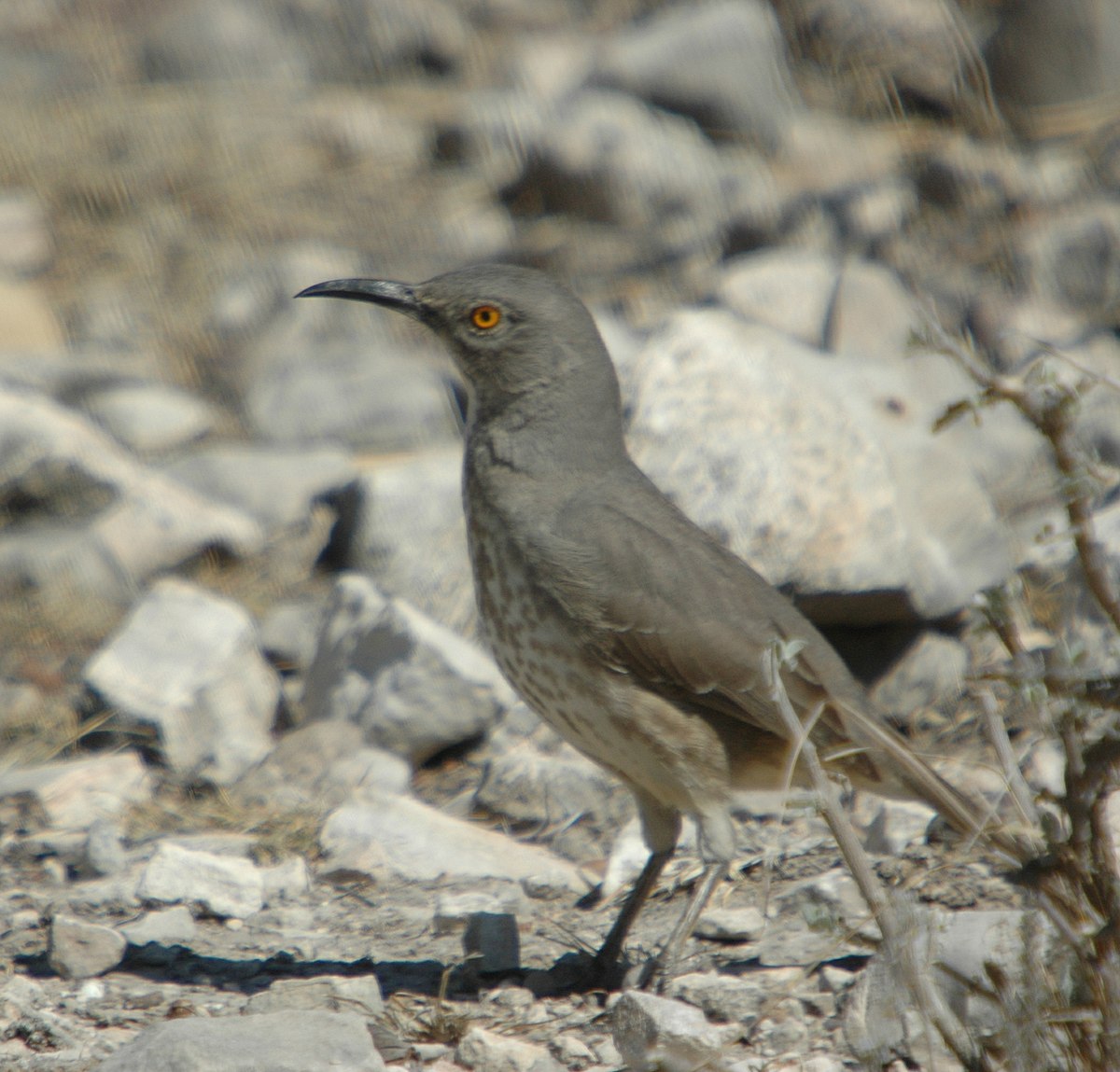 Toxostoma
