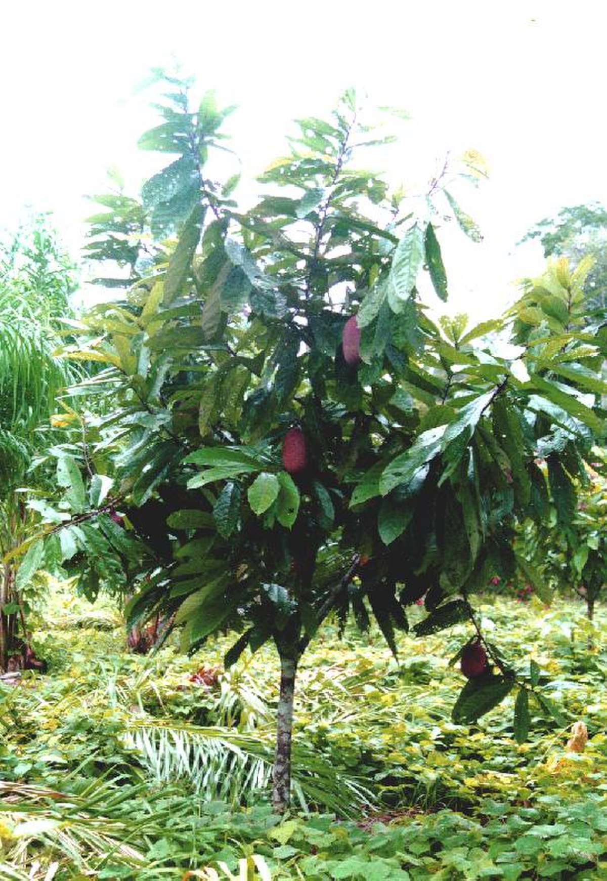 Theobroma grandiflorum
