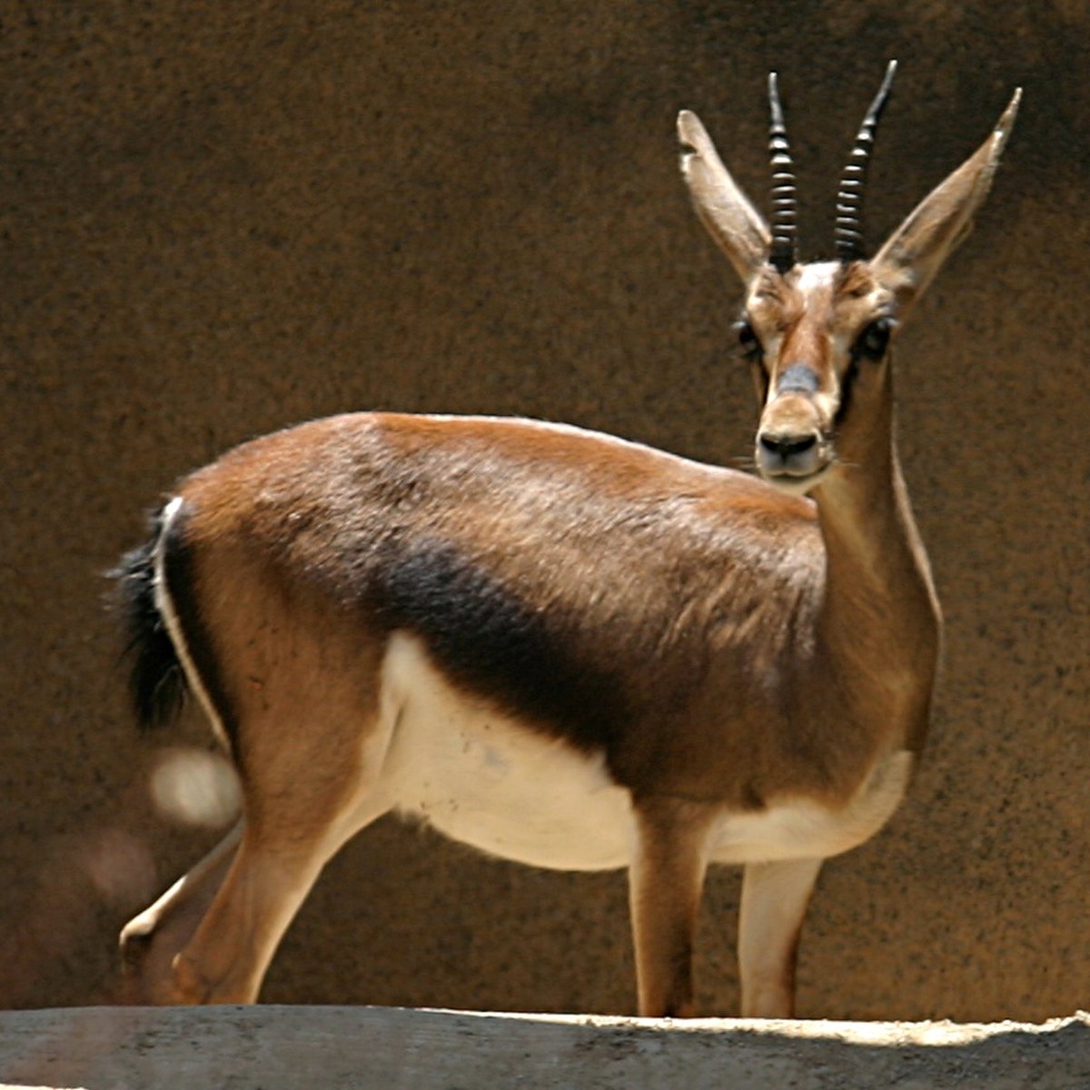 Gazella cuvieri
