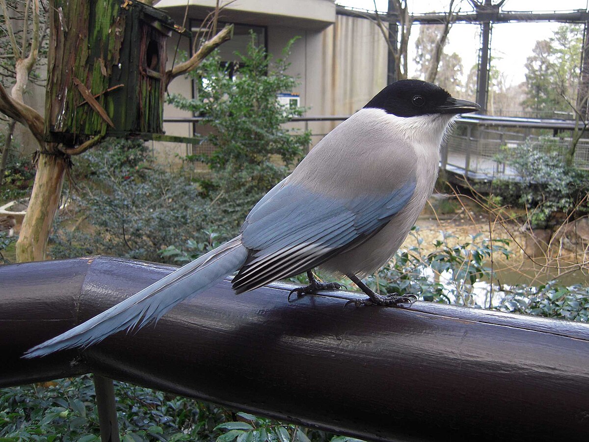 Cyanopica