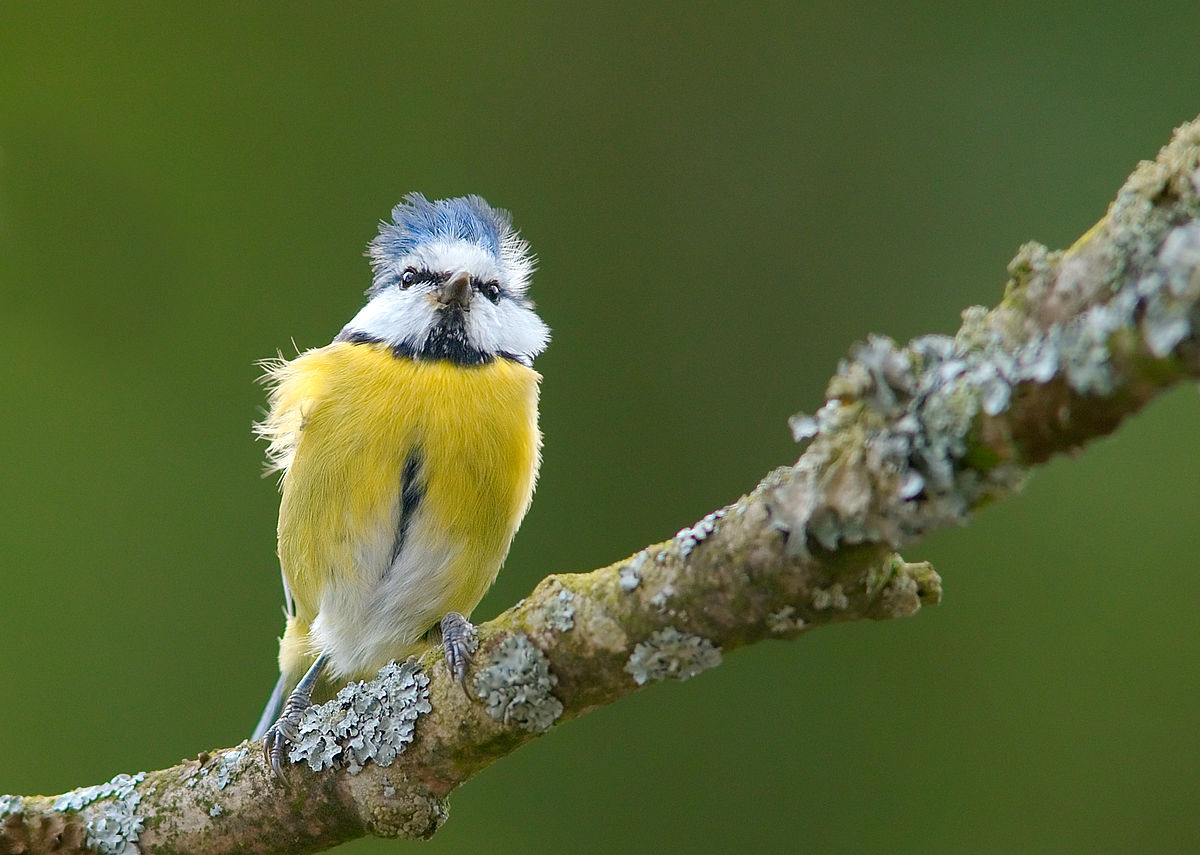 Cyanistes caeruleus 1 Luc Viatour.jpg