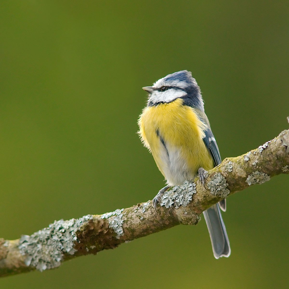 Cyanistes caeruleus 2 Luc Viatour.jpg