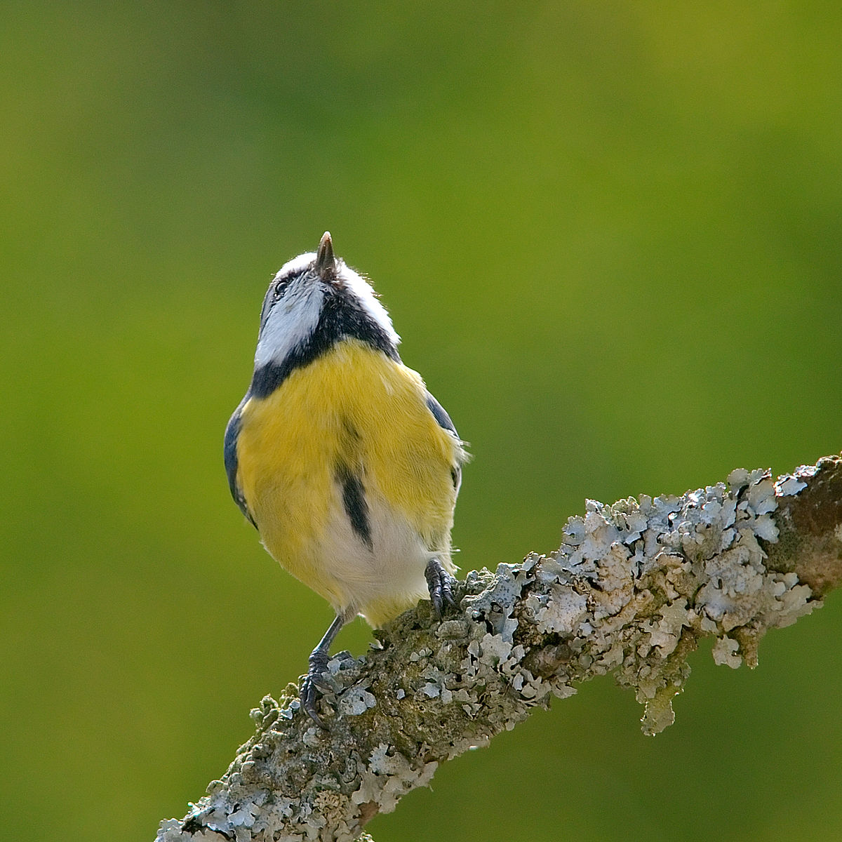Cyanistes caeruleus 4 Luc Viatour.jpg