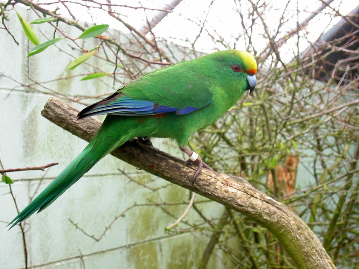 Perruche de Malherbe