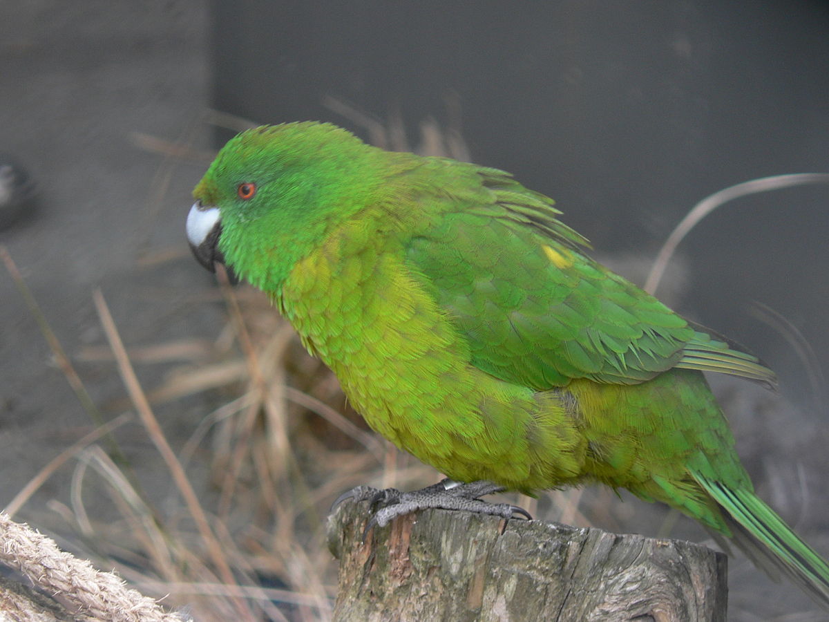 Perruche des Antipodes