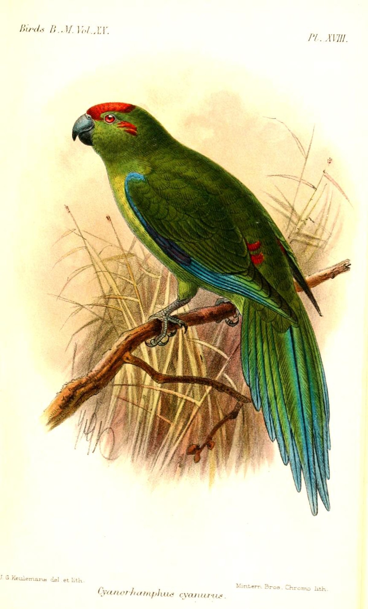 Perruche des Kermadec