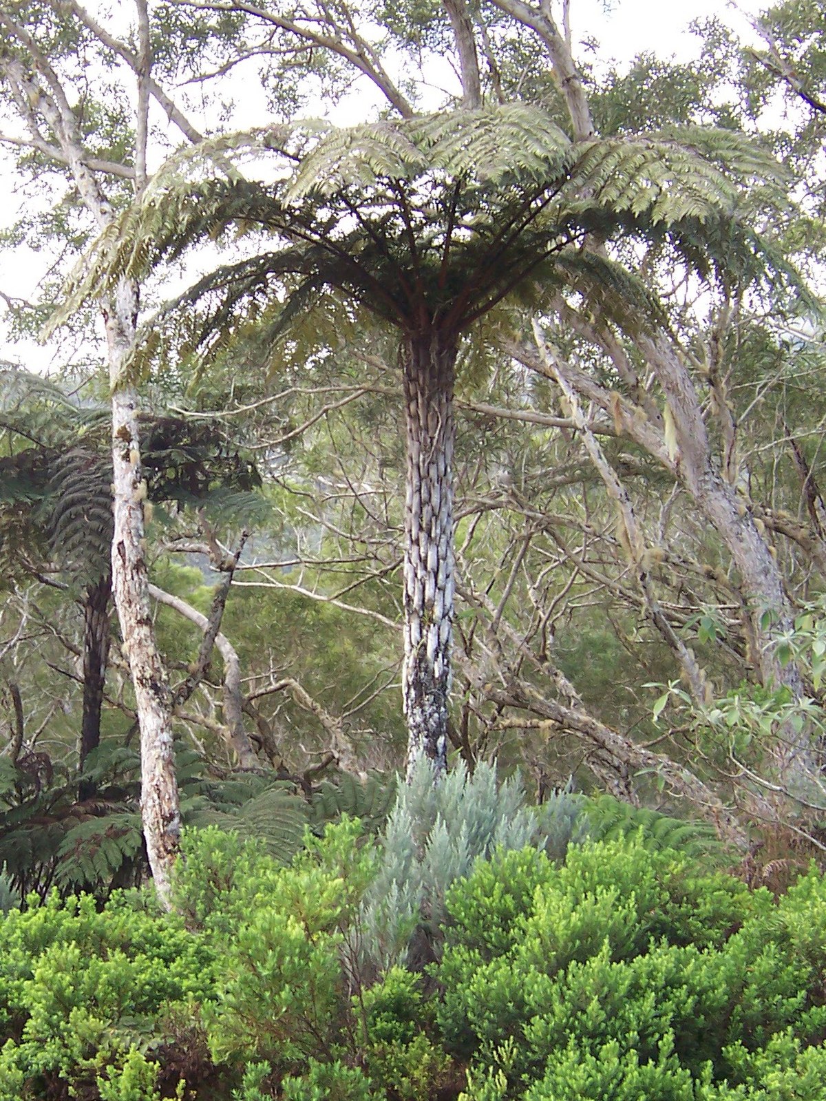 Cyathea