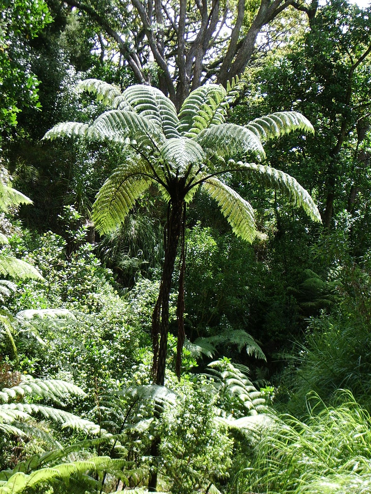 Cyatheales