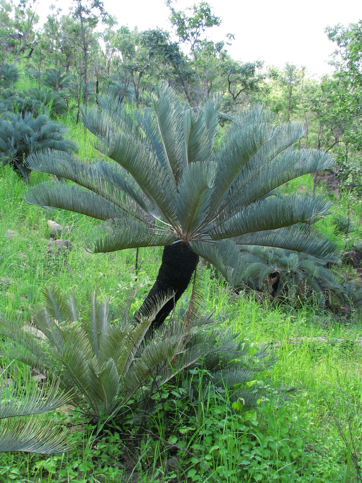 Cycas platyphylla