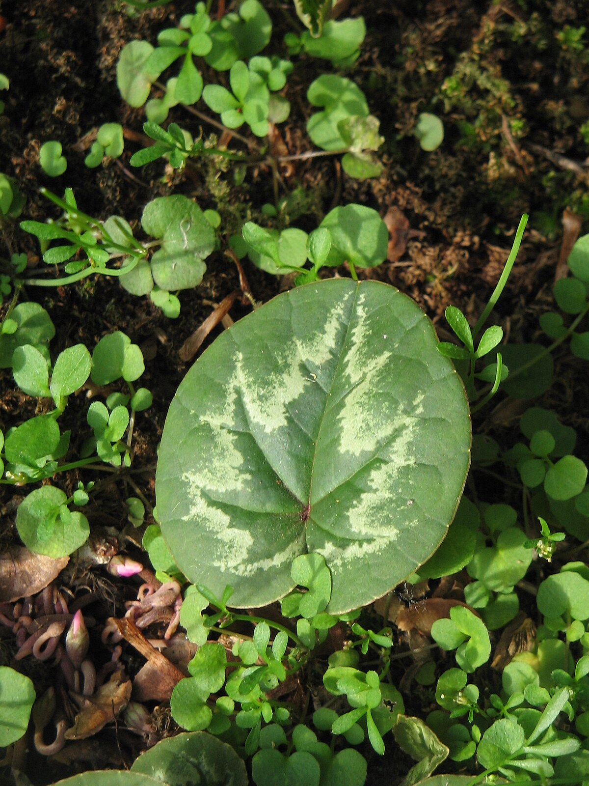 Feuille de Cyclamen coumavec motif en "sapin de Noël"