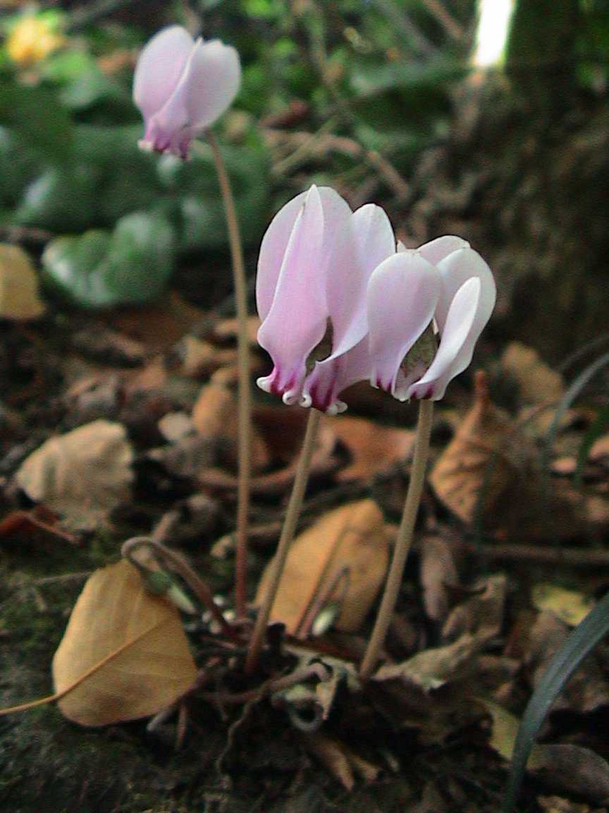 Cyclamen